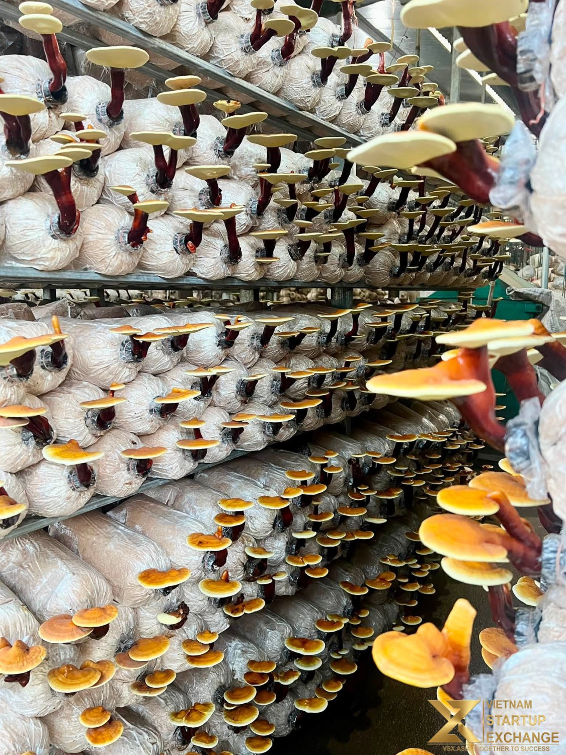 Từ làm ra sản phẩm đến tạo ra giá trị Tư duy khởi nghiệp sáng tạo từ sản vật địa phương VSX
